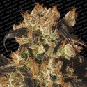 White Berry (Paradise Seeds) feminized