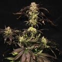 White Berry (Paradise Seeds) feminisiert