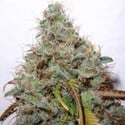 White Berry (Paradise Seeds) feminized