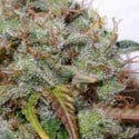 White Berry (Paradise Seeds) feminized