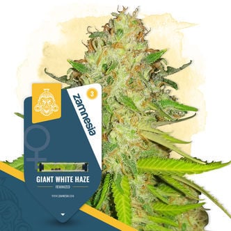 Giant White Haze (Zamnesia Seeds) feminized