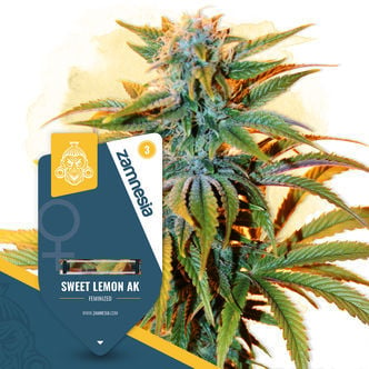 Sweet Lemon AK (Zamnesia Seeds) feminized