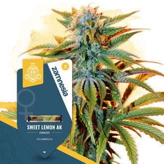 Sweet Lemon AK (Zamnesia Seeds) feminisiert