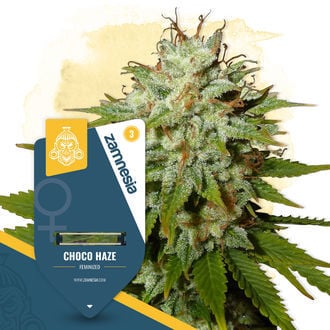 Choco Haze (Zamnesia Seeds) feminisiert