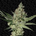 Acid (Paradise Seeds) feminized