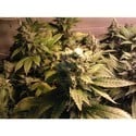 Acid (Paradise Seeds) feminized