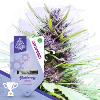 Blueberry Automatic (Zamnesia Seeds) feminisiert