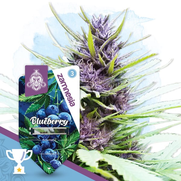 Blueberry Autoflower (Zamnesia Seeds) feminized