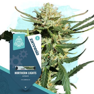 Northern Lights Automatic (Zamnesia Seeds) feminisiert