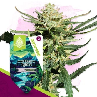 Northern Lights Autoflower (Zamnesia Seeds) feminized