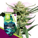 Northern Lights Autoflower (Zamnesia Seeds) feminized