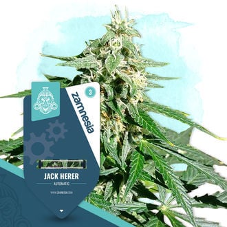 Jack Herer Automatic (Zamnesia Seeds) feminized