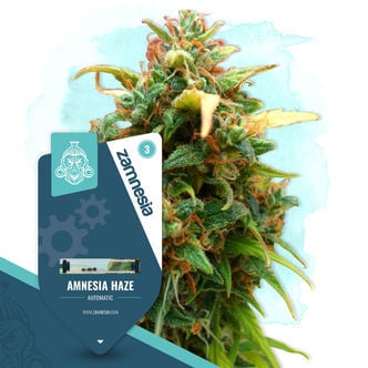 Amnesia Haze Automatic (Zamnesia Seeds) feminisiert