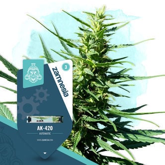 AK-420 Automatic (Zamnesia Seeds) feminisiert