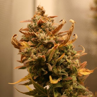 AK-420 Autoflower (Zamnesia Seeds) feminized