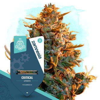 Critical Automatic (Zamnesia Seeds) feminized