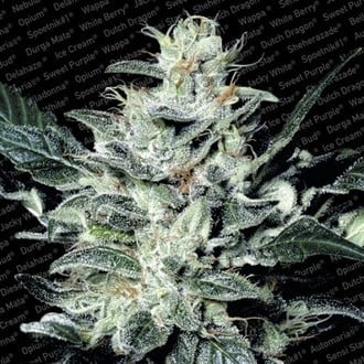 Sensi Star (Paradise Seeds) feminisiert