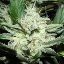 Sensi Star (Paradise Seeds) feminisiert