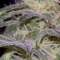 Sensi Star (Paradise Seeds) feminisiert