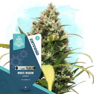 White Widow Automatic (Zamnesia Seeds) feminisiert