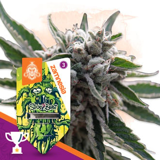 Sticky Beast Autoflower (Zamnesia Seeds) feminized