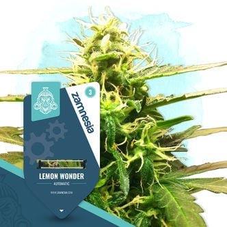 Lemon Wonder Automatic (Zamnesia Seeds) feminized