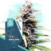 Amnesia Skunk Automatic (Zamnesia Seeds) feminized