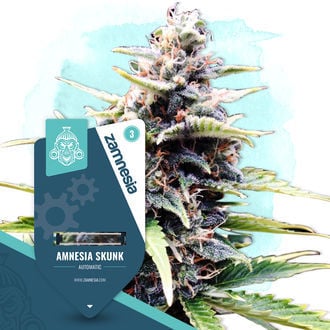 Amnesia Skunk Automatic (Zamnesia Seeds) feminisiert