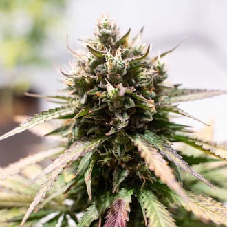 Amnesia Skunk Autoflower (Zamnesia Seeds) feminized