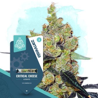 Critical Cheese Automatic (Zamnesia Seeds) feminisiert