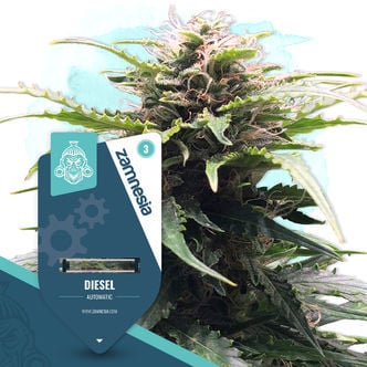 Diesel Automatic (Zamnesia Seeds) feminized