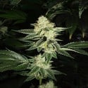 Louis XIII OG (Cali Connection) feminized