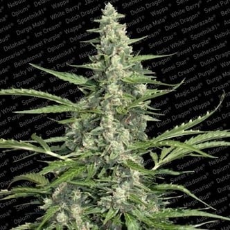 Pandora (Paradise Seeds) feminized