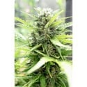 Pandora (Paradise Seeds) feminized