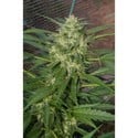 Pandora (Paradise Seeds) feminized