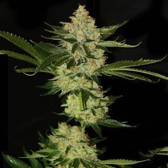 UnderDawg OG (T.H. Seeds) feminisiert