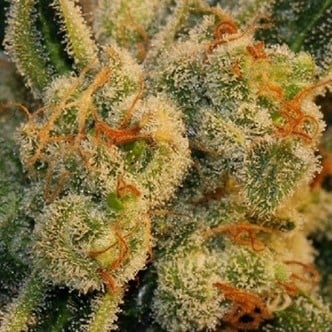 Auto Bubblegum (T.H. Seeds) feminisiert