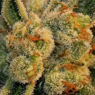 Auto Bubblegum (T.H.Seeds) feminisiert