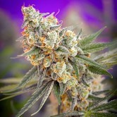 Cuv&eacute;e (TGA Subcool) regular