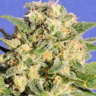 Auto Destroyer (Original Sensible Seeds) feminisiert