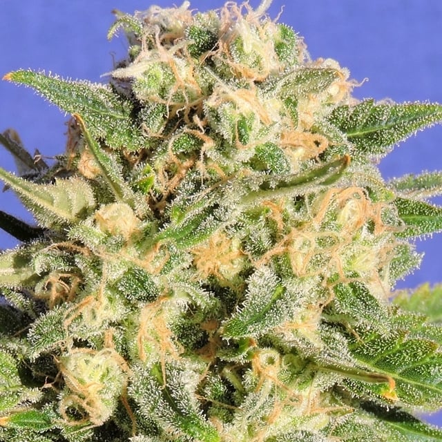 Auto Ak (1000Seeds)