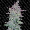 Vertigo (Paradise Seeds) feminized