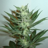 Armageddon (Homegrown Fantaseeds) feminized