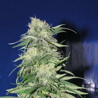 K2 (Homegrown Fantaseeds) feminized