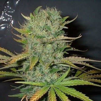 Afghani (Homegrown Fantaseeds) feminisiert