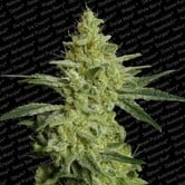 Allkush (Paradise Seeds) feminized
