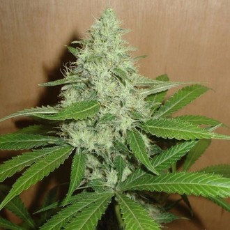 Mango (Homegrown Fantaseeds) feminisiert