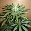 Mango (Homegrown Fantaseeds) feminized