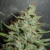 Super Crystal (Homegrown Fantaseeds) feminized