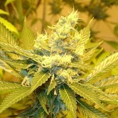A.C. Diesel (Homegrown Fantaseeds) feminized